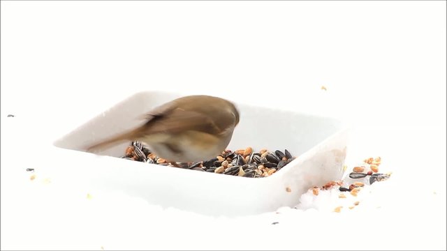 Rotkehlchen pickt Winterfutter, wei&szlig;er Hintergrund 