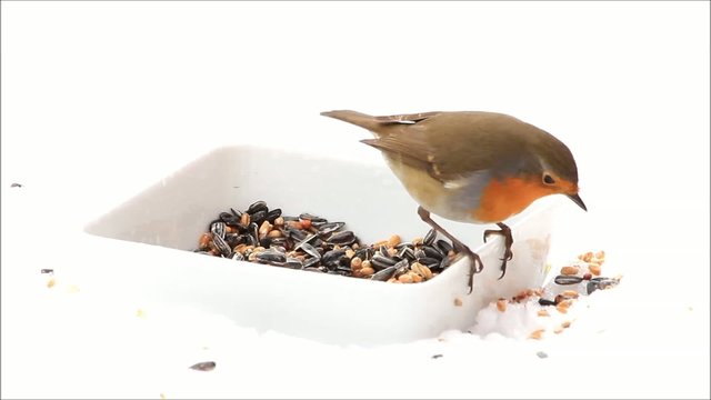 Rotkehlchen pickt Winterfutter, wei&szlig;er Hintergrund 