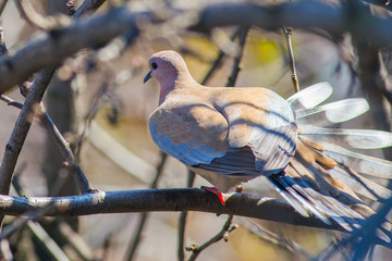 dove during mating
