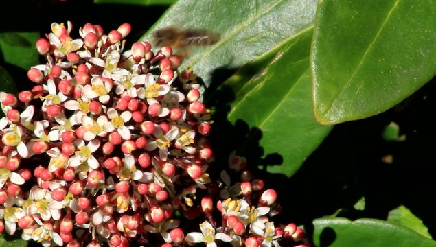 staude lorbeerschneeball schneeballbl&uuml;te Viburnum 
