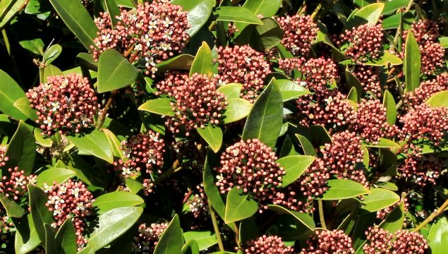 staude lorbeerschneeball Schneeballbl&uuml;te Viburnum 