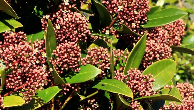 staude lorbeerschneeball Schneeballbl&uuml;te Viburnum 