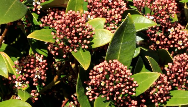 staude lorbeerschneeball schneeballbl&uuml;te Viburnum 