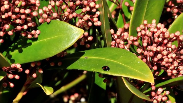 staude lorbeerschneeball Schneeballbl&uuml;te Viburnum