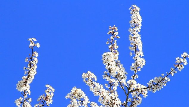 Pflaumenbaumbl&uuml;ten wei&szlig; vor blauem himmel 