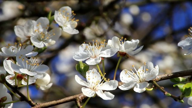 wei&szlig;e bl&uuml;ten am pflaumenbaum 