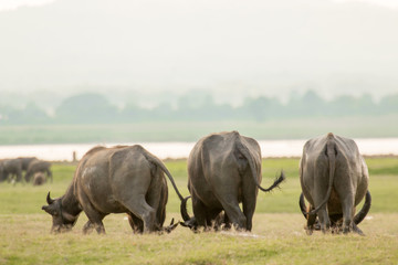 Obraz premium water buffalo eating grass in field