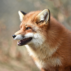 Red fox (Vulpes vulpes)