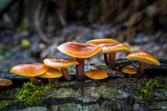 Flammulina - edible mushrooms