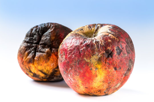 Old rotten apple