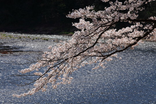 釜の淵公園　多摩川の流れと桜