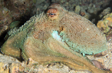 Reef Octopus, South Ari Atoll, Maldives