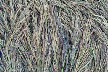 ear of rice berry  background