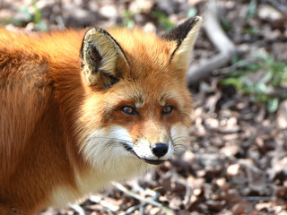 Red fox (Vulpes vulpes)