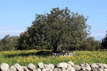 Albero di Carrubo in campo fiorito