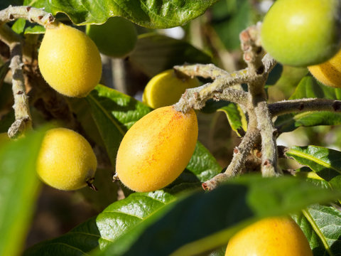 Japanische Mispel - Früchte - Wollmispeln - Algarve - Portugal