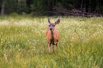 Paesaggio di montagna con animali