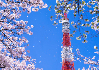東京タワーと桜 © Route16