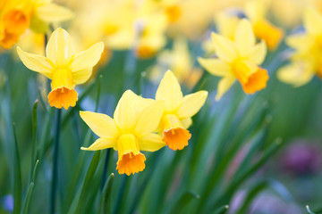 Macro of wild daffodils