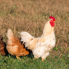 white rooster in grass in countryside