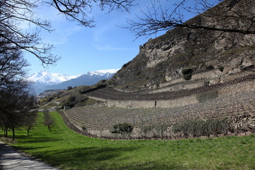Vignoble au pied de la colline de Tourbillon - Sion.