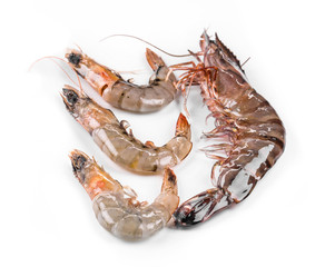 Raw tiger shrimps on white.