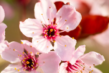 Macro of an almond blossom