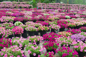 petunia  blooming in garden