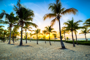 isole caraibiche di polinesia con palme e tramonto - 81427738