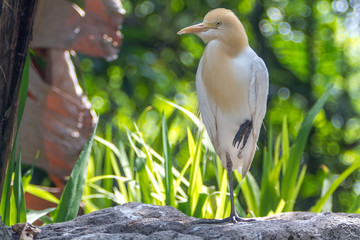 Cattle Egret (Bubulcus ibis) in bird park of Kuala Lumpur
