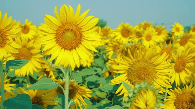 Beautiful Sunflowers in the field with light blue sky,dolly shot