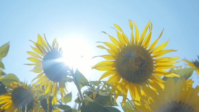 Sunflowers in the field with light blue sky, dolly shot