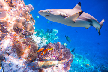 Fototapeta premium Tropical Coral Reef.