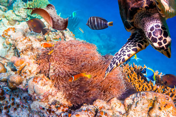 Anemonefish