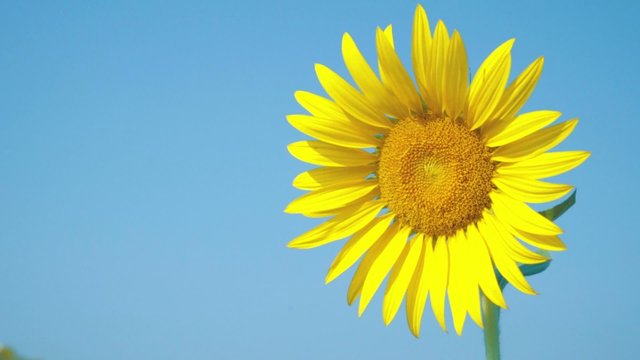 Beautiful One Sunflowers with light blue sky, space for text