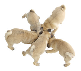 Pies rasowy pakińczyk