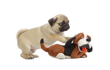 Pies rasowy pakińczyk