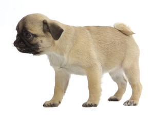 Pies rasowy pekińczyk