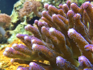 Korallenriff im Ozean