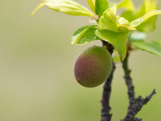 梅の枝の果実と若葉