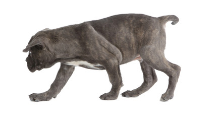 Pies rasy Cane-corso © fotodrobik