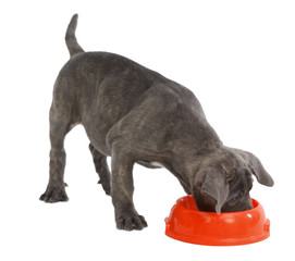 Obraz premium Pies rasowy Cane-corso