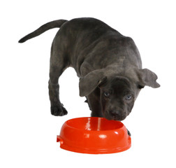 Pies rasowy Cane-corso