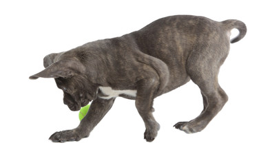 Pies rasy Cane-corso © fotodrobik