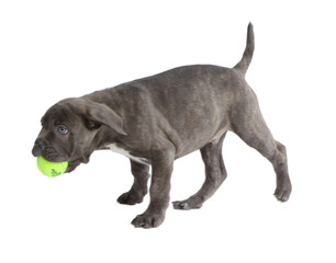 Pies rasy Cane-corso © fotodrobik