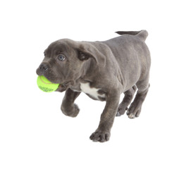 Pies rasy Cane-corso © fotodrobik