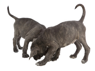 Pies rasy Cane-corso
