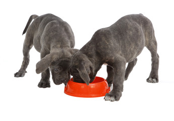 Pies rasy Cane-corso © fotodrobik