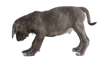 Pies rasy Cane-corso