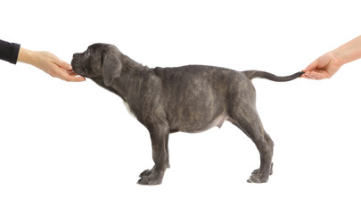 Pies rasowy Cane-corso - obrazy, fototapety, plakaty